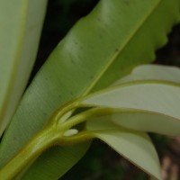 Calophyllum bracteatum Thwaites
